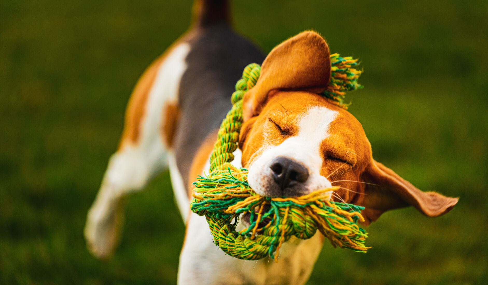 Beagle dog